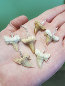 Shark Tooth Pendant
