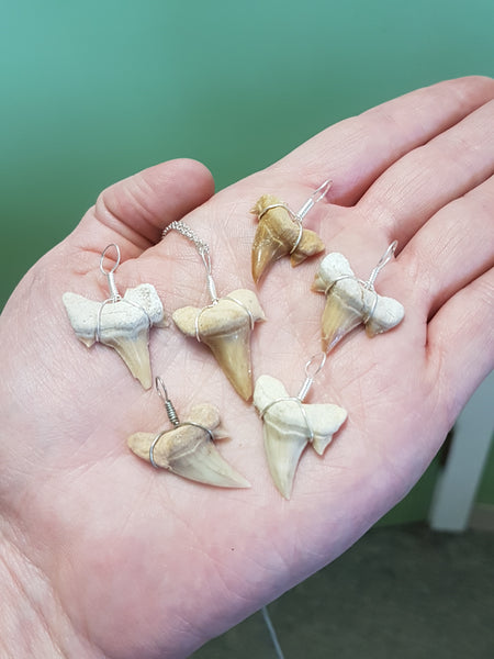 Shark Tooth Pendant